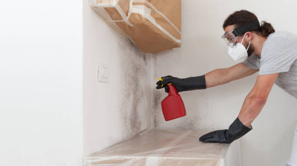 Professional Black Mold Removal technician working in Hainesport, NJ