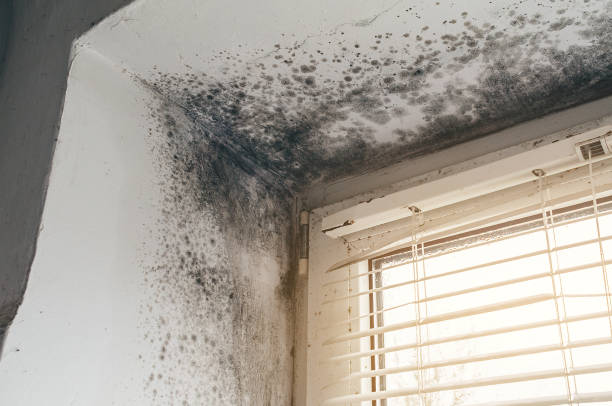 Affordable Mold Cleanup solutions in Hainesport, NJ