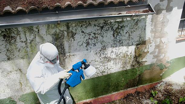 Trusted Black Mold Removal service in Hainesport, NJ - Cheap Mold Removal